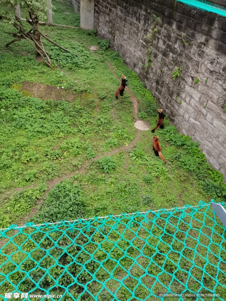 小熊猫