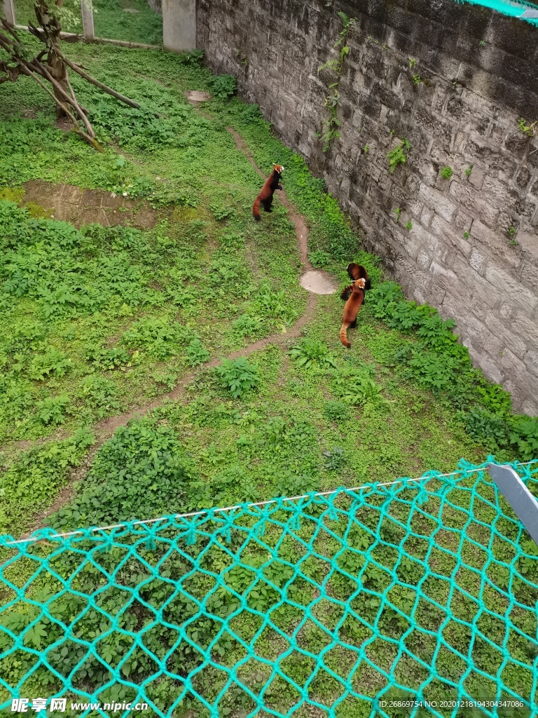 小熊猫