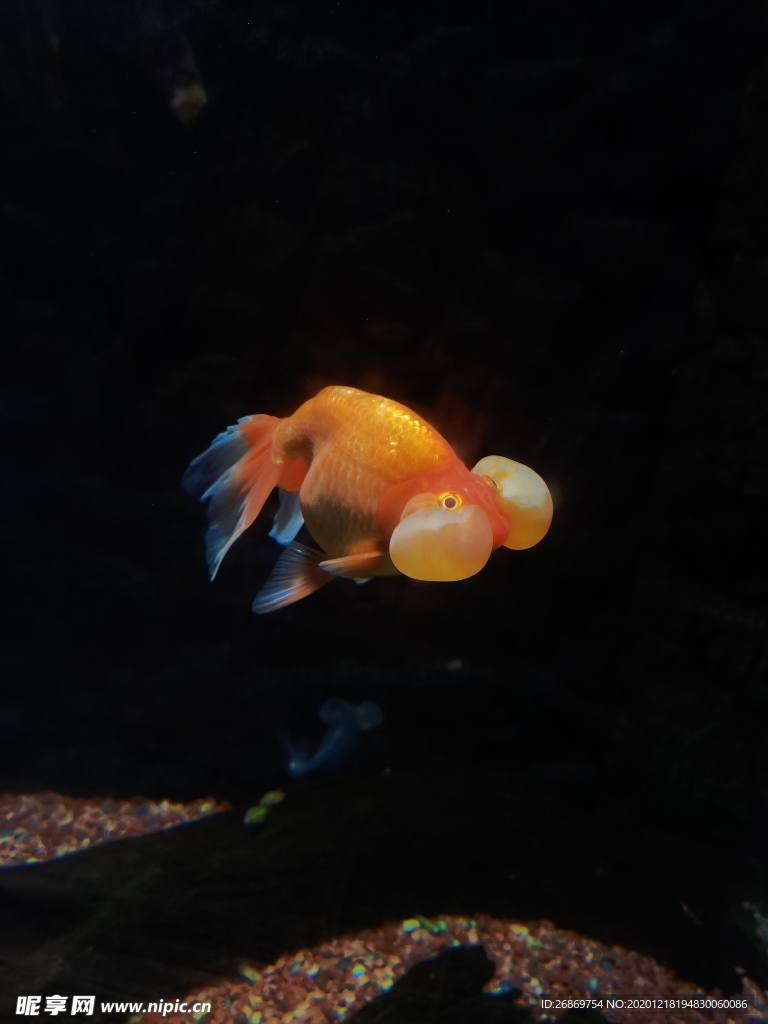 观赏鱼