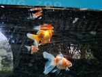 观赏鱼