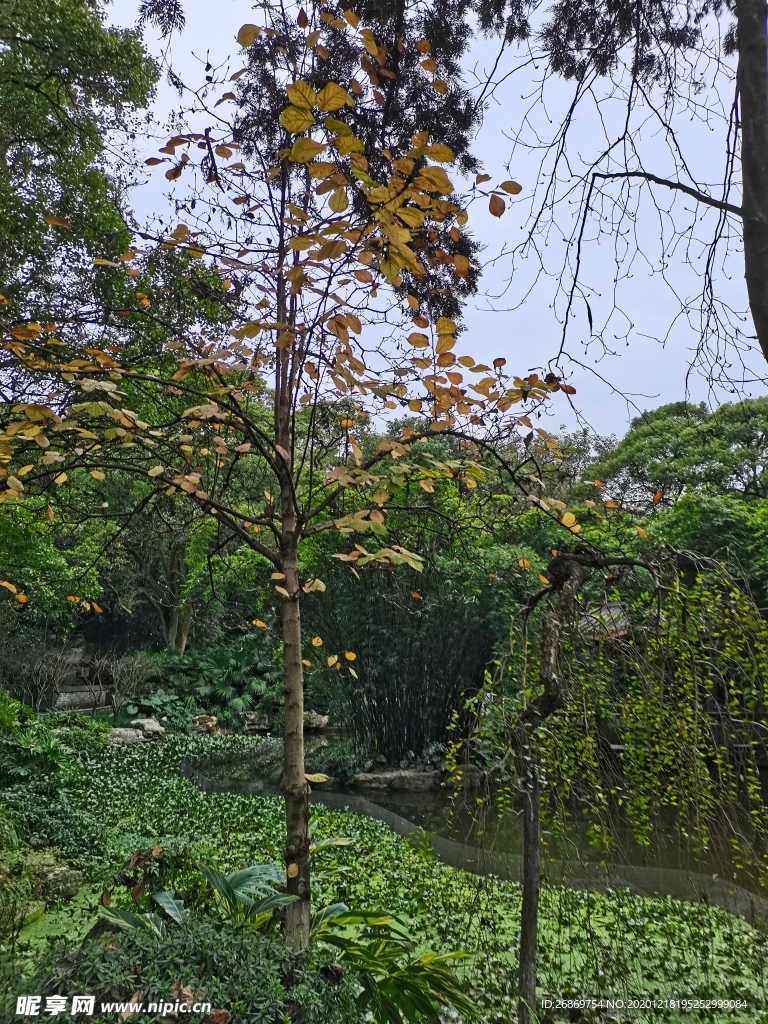 树林
