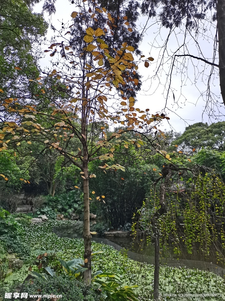 树林