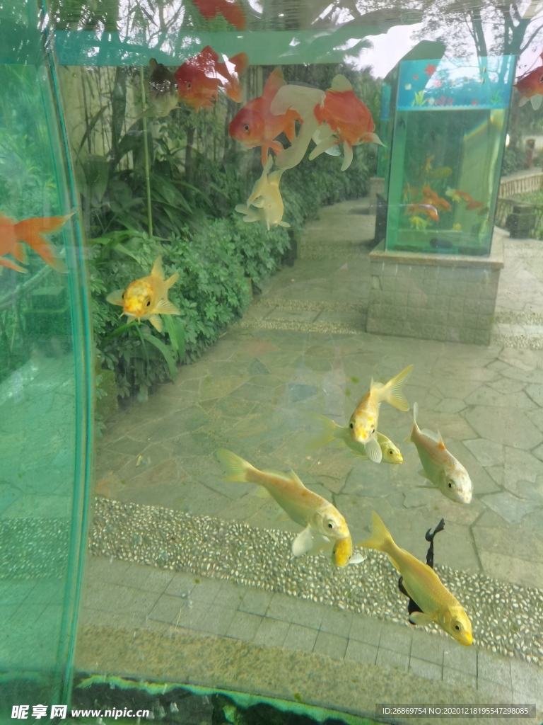观赏鱼