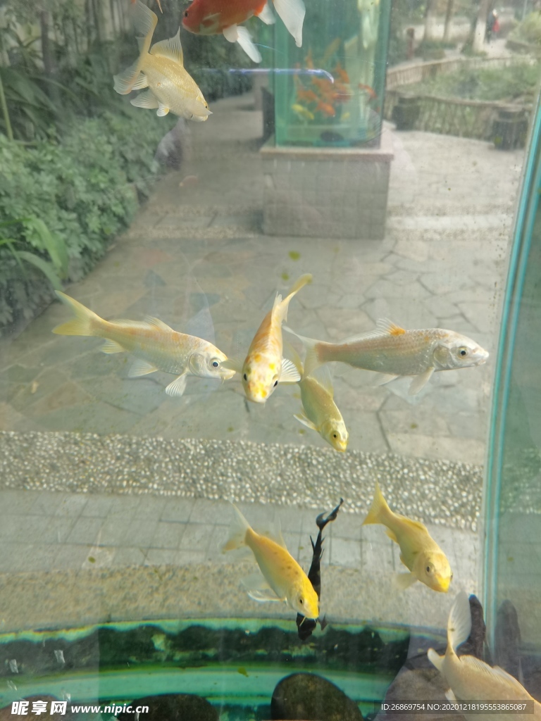 观赏鱼