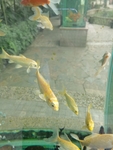 观赏鱼