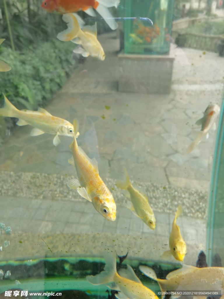 观赏鱼