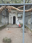 鹦鹉