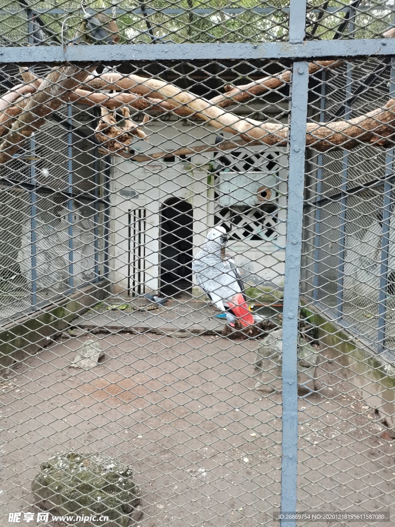 鹦鹉