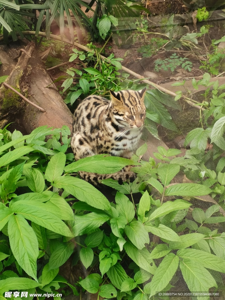 花豹