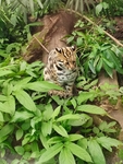 花豹