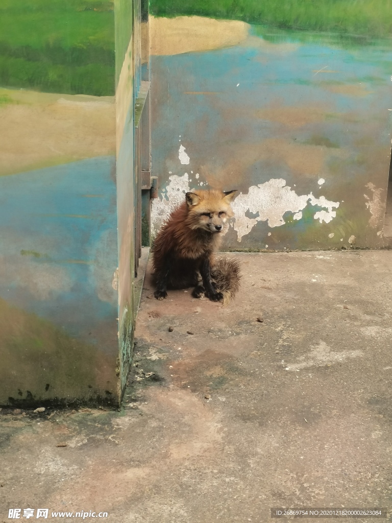 动物园狐狸