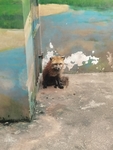 动物园狐狸