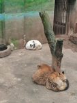 动物园狐狸