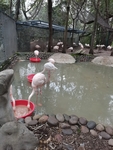 火烈鸟