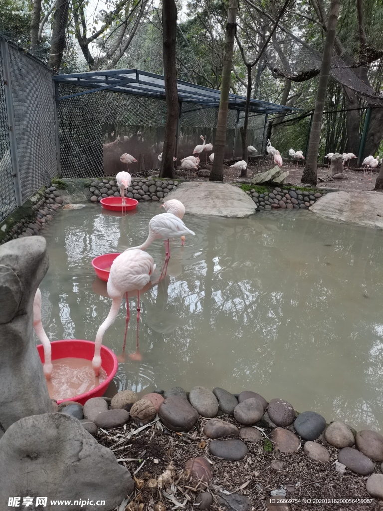 火烈鸟