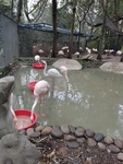 火烈鸟