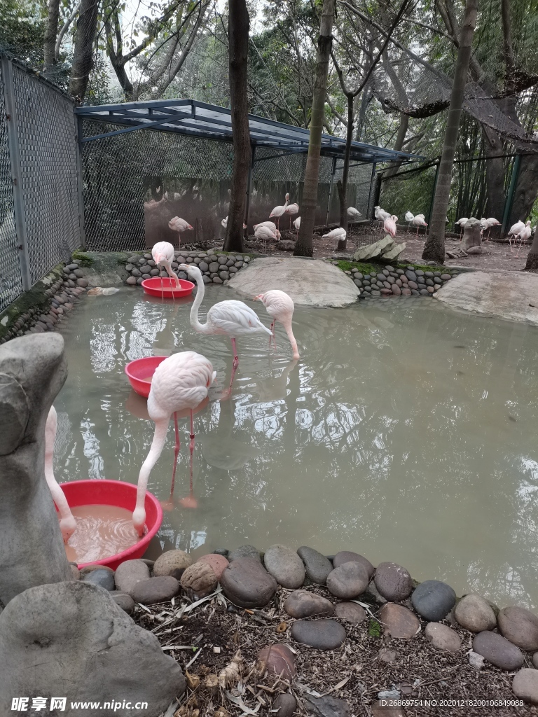火烈鸟