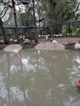 火烈鸟