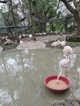 动物园火烈鸟