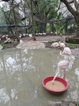 动物园火烈鸟