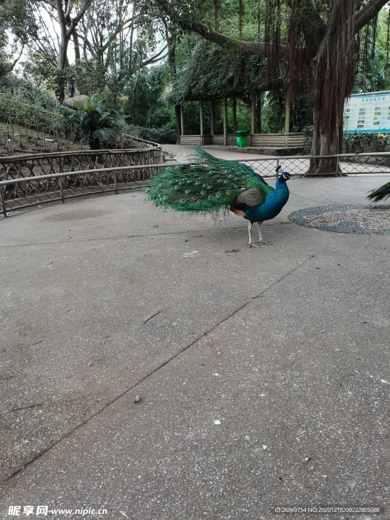 动物园蓝孔雀