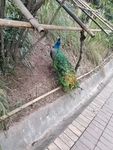 蓝孔雀