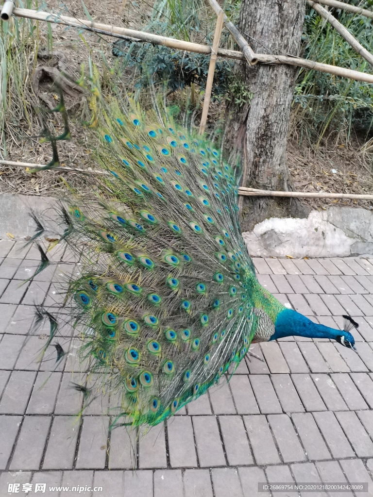 动物园蓝孔雀