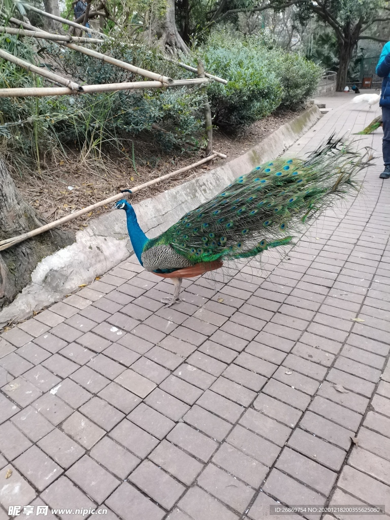 蓝孔雀