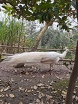 白孔雀