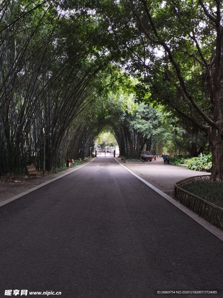 园林风景道路景观竹林