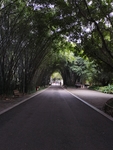 园林风景竹林道路