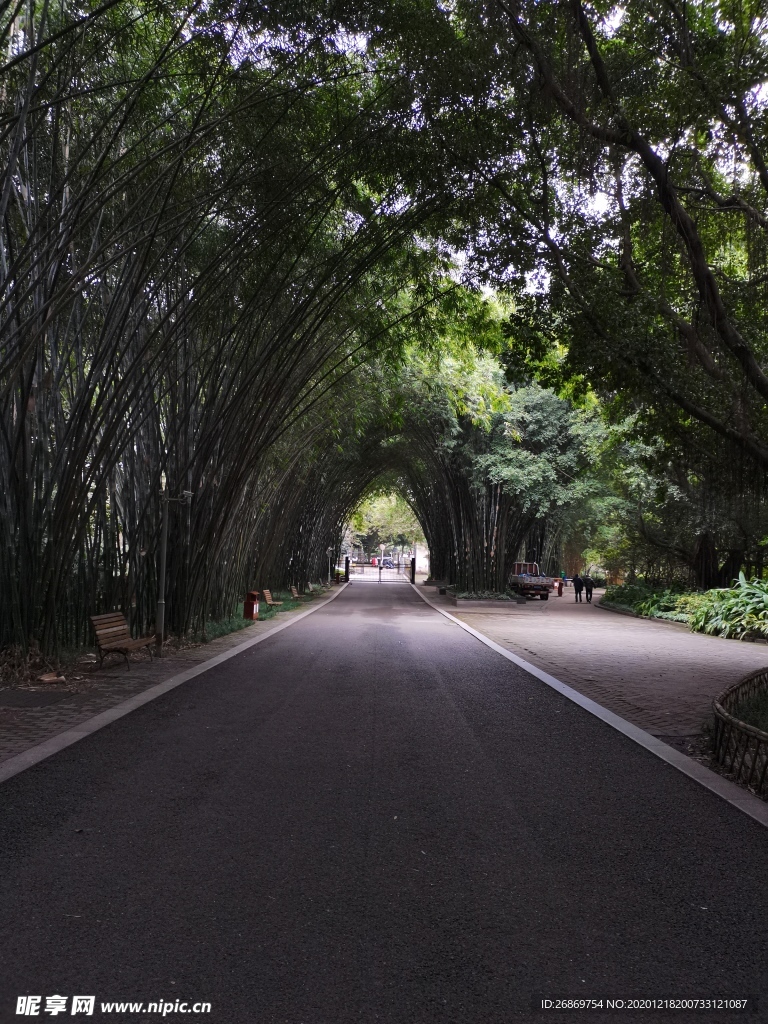 园林风景竹林道路