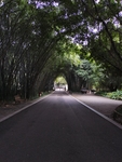园林风景树林林荫大道