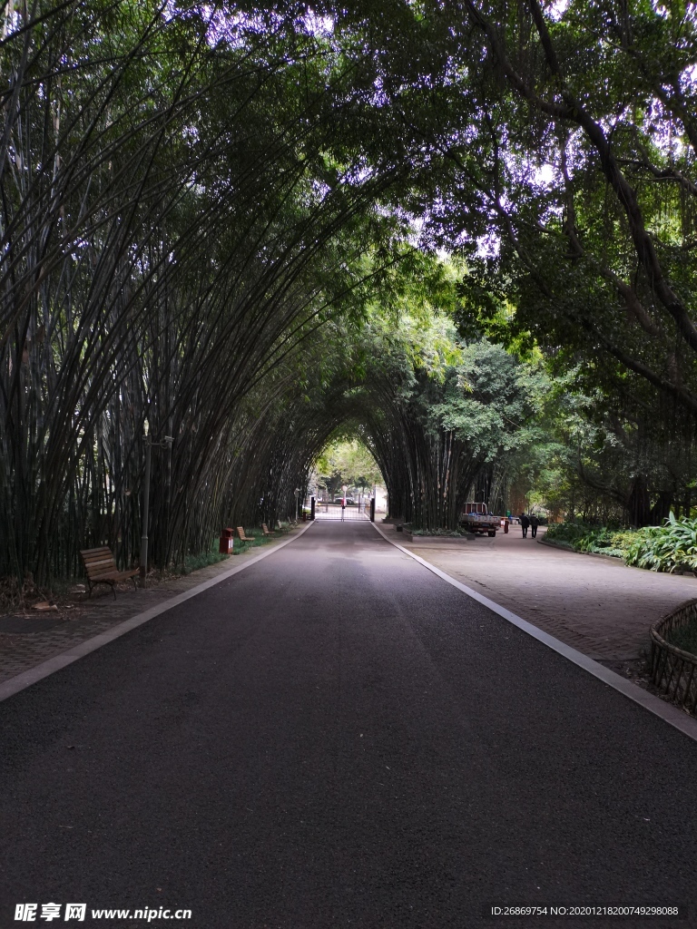 园林风景树林林荫大道