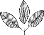 森系手绘花枝