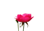 玫瑰花