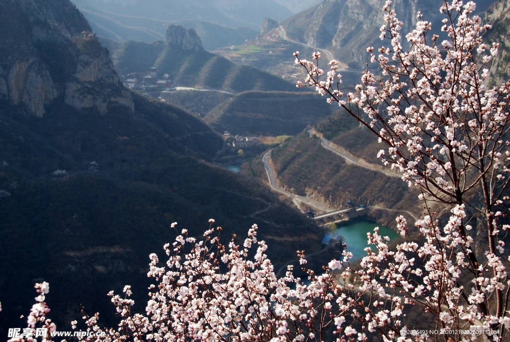 慈云寺 桃花映古寺