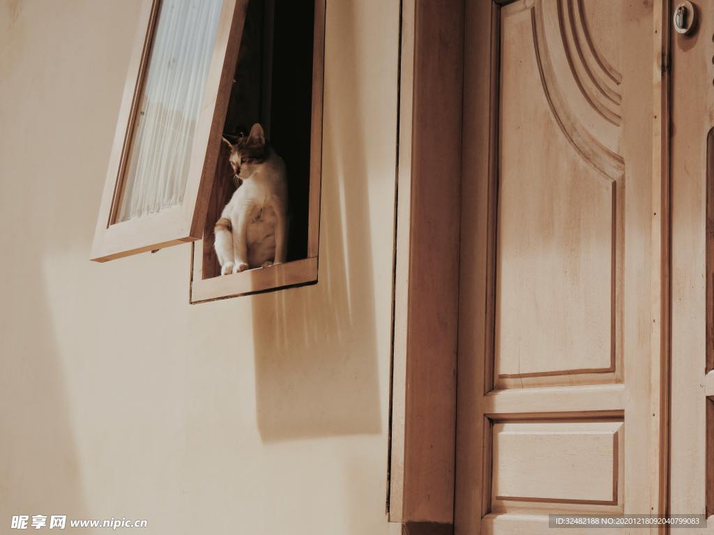 猫