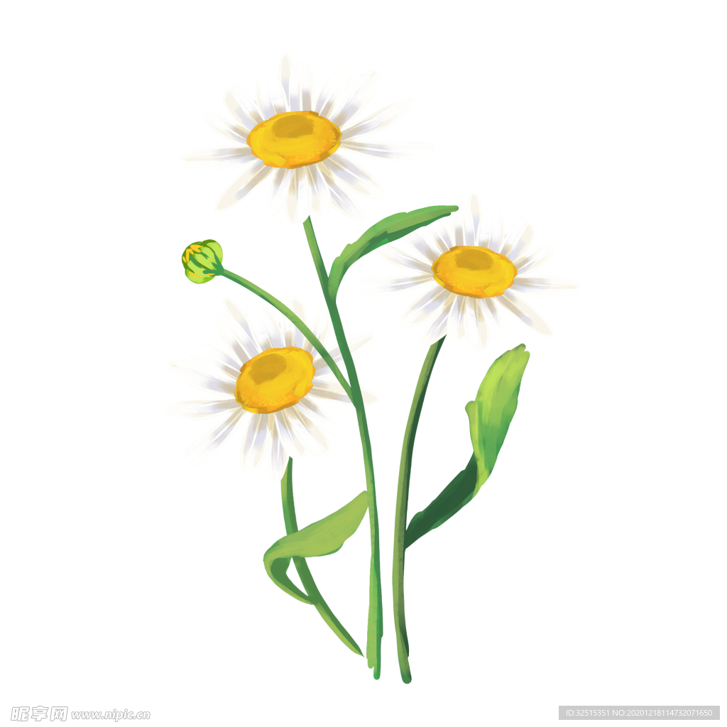 花洋甘菊花瓣