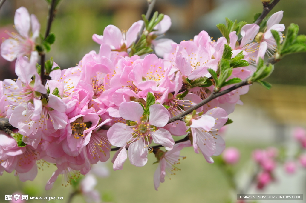 北方园林植物-榆叶梅的花枝