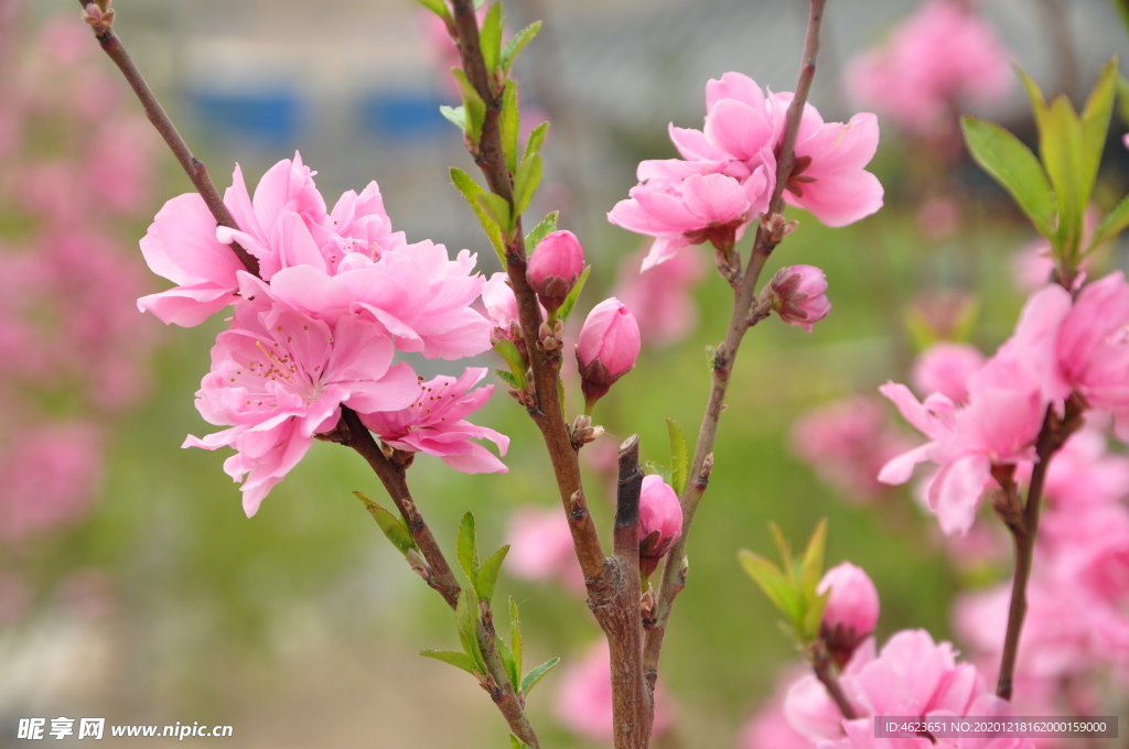 园林花灌木-红花碧桃的花枝