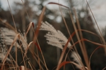 芦苇