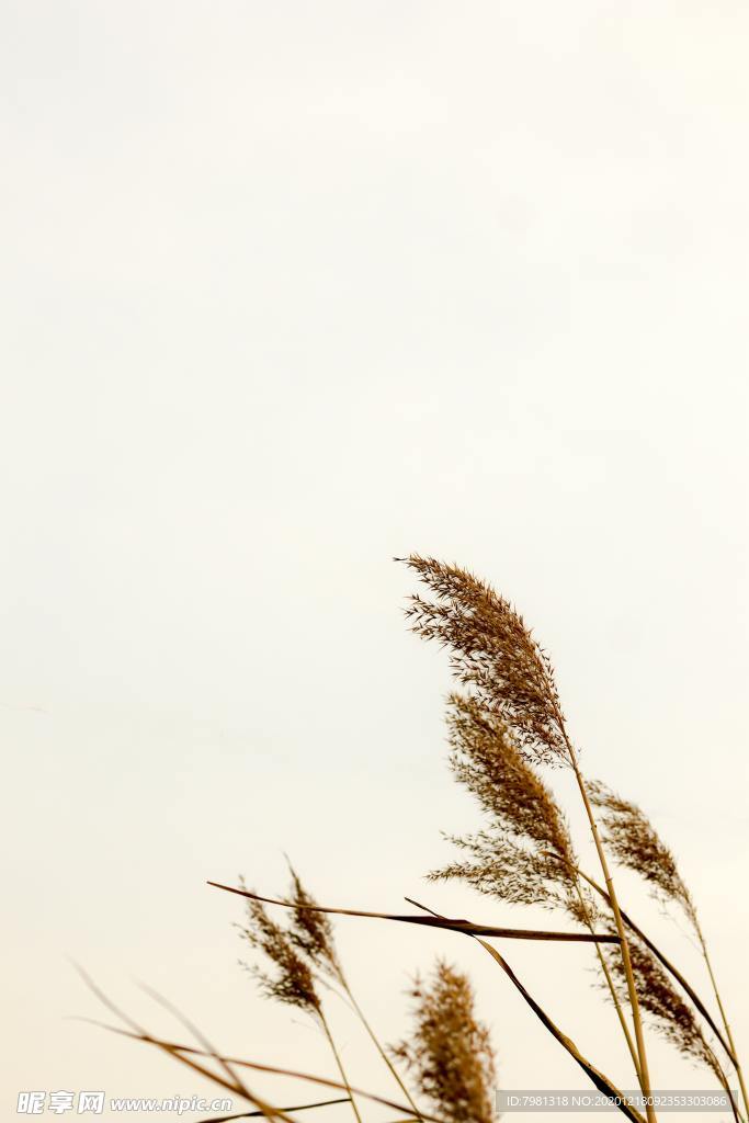 芦苇
