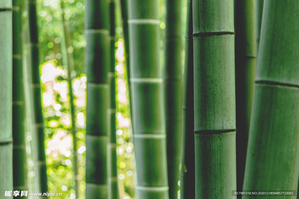 竹 竹林