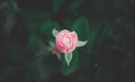 月季