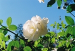 月季