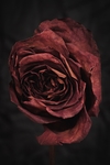 月季 玫瑰 红玫瑰 欧月 花朵