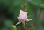 月季
