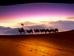 骆驼 沙漠背景