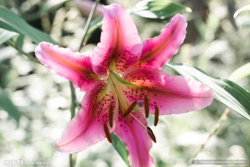漂亮的百合花